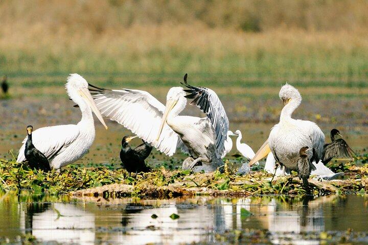 Skadar Lake National Park: Birdwatching & Photography Tour