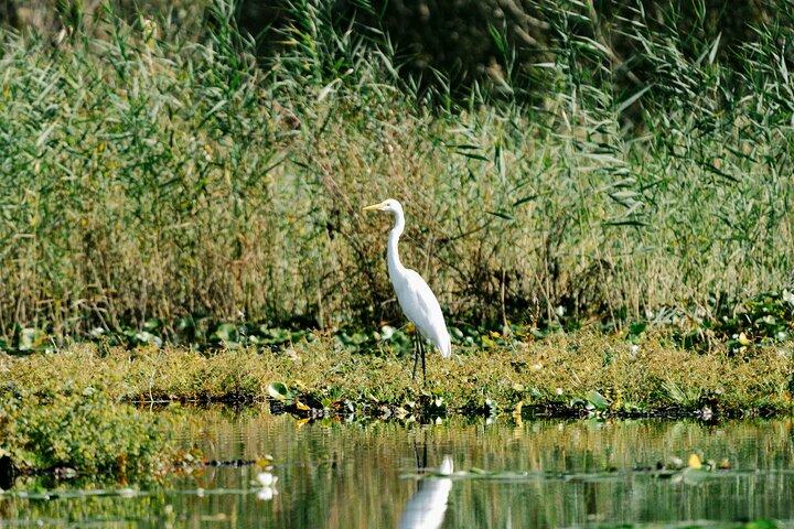 Skadar Lake National Park: Birdwatching & Photography Tour