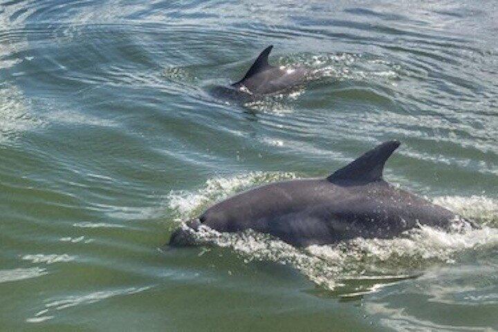 Hilton Head Morning Dolphins & Donuts Cruise