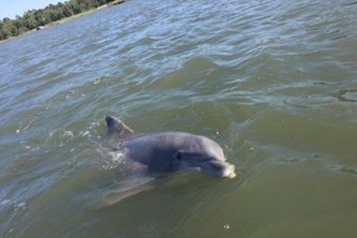 Hilton Head Morning Dolphins & Donuts Cruise