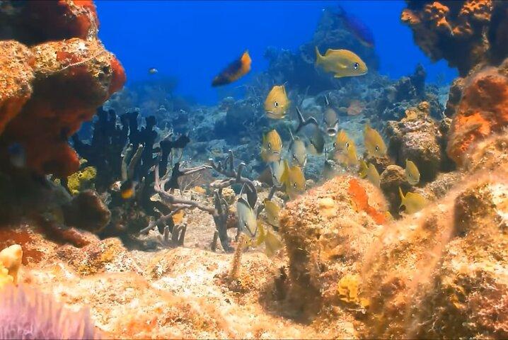 Snorkeling & Magaritaville experience Day tour in Montego Bay