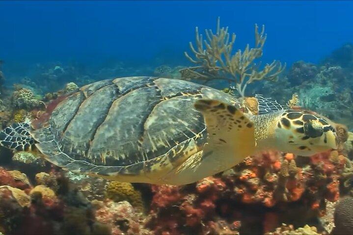 Snorkeling & Magaritaville experience Day tour in Montego Bay