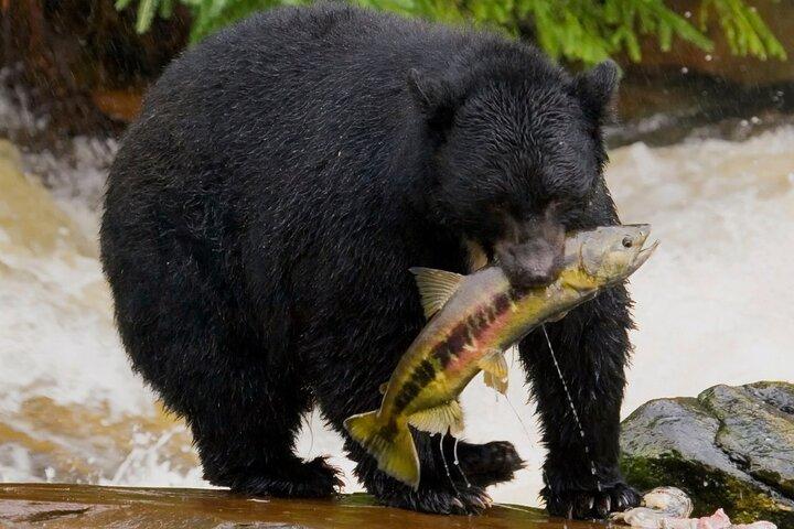 Alaska Wildlife Safari and Sightseeing Tour