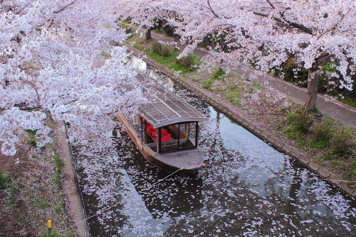 Fushimi Cherry Blossom and Sake Brewery Tour