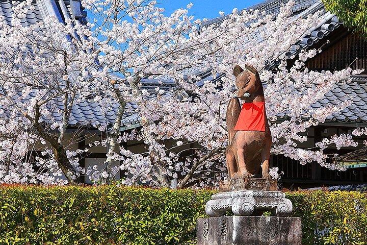 Fushimi Cherry Blossom and Sake Brewery Tour
