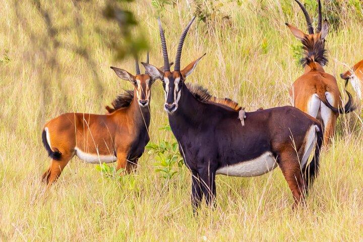 Shimba Hills Safari and Sheldrick Falls Hike From Mombasa Diani