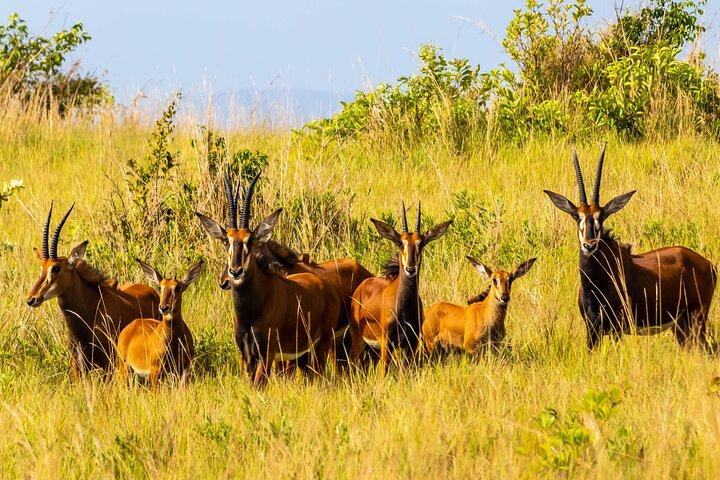 Shimba Hills Safari and Sheldrick Falls Hike From Mombasa Diani