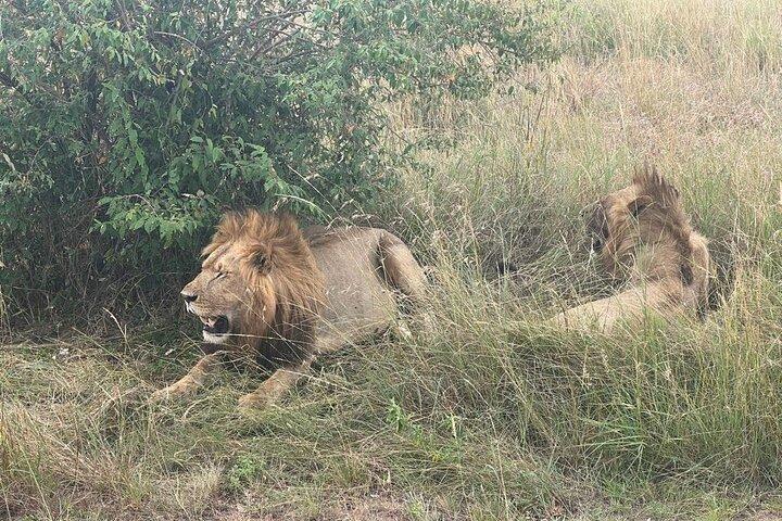 Maasai Mara Safari