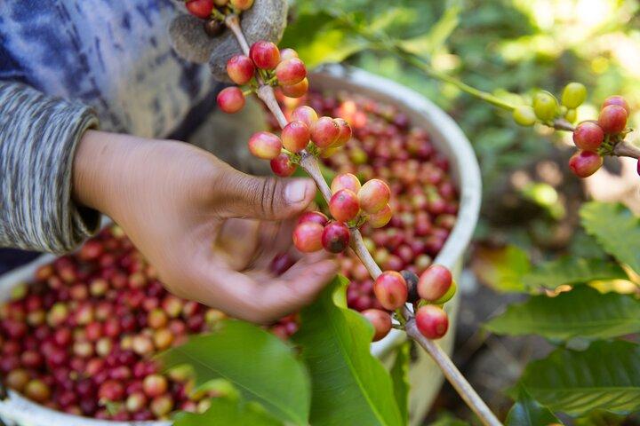 Wind TOUR: Mountains, Forests, Enigma Stones and Coffee Farms