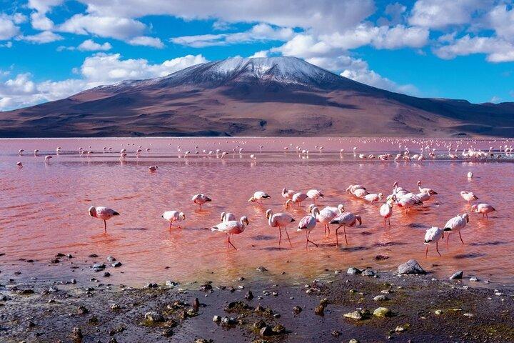 Discover Bolivia’s Salt Flats and Vibrant Lagoons 3D/2N