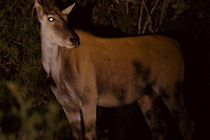 Night Game Drive in Nairobi National Park