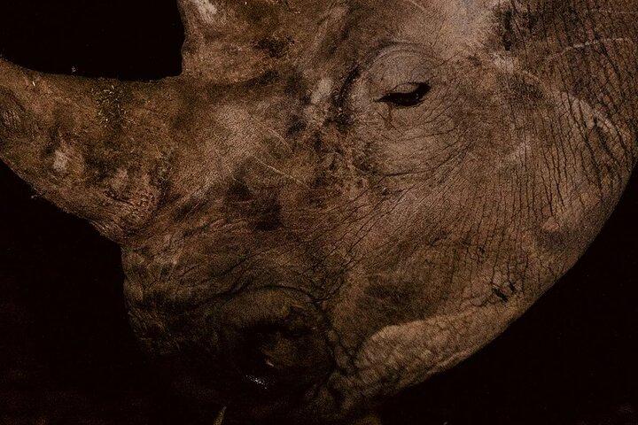 Night Game Drive in Nairobi National Park