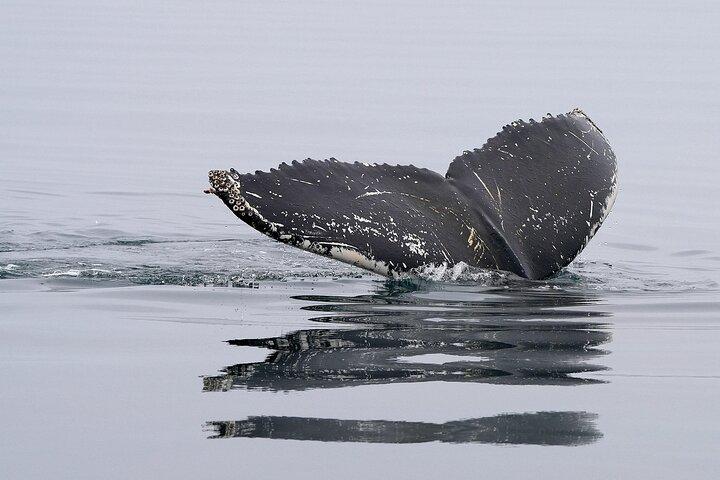 Cape Town Whale Watching Activity in Hermanus