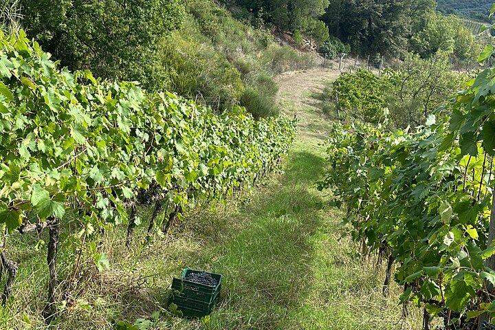 Chianti family owned organic wine tasting