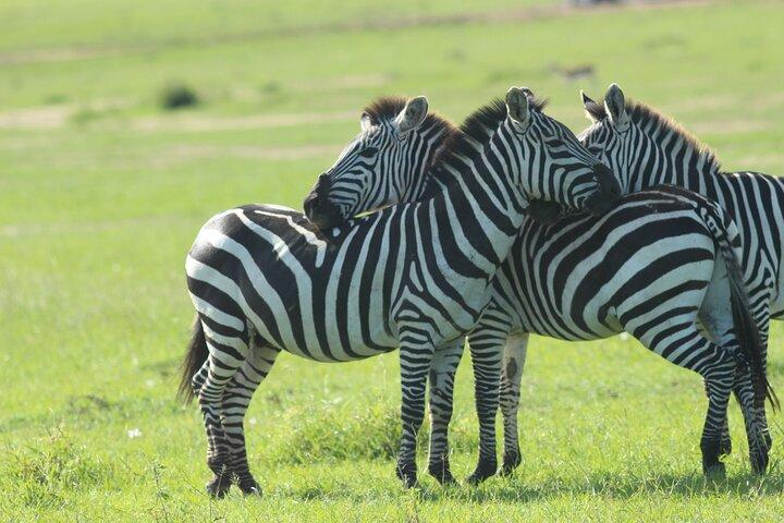 Wildebeest 3 Days Masai Mara Landcruiser Jeep Safari