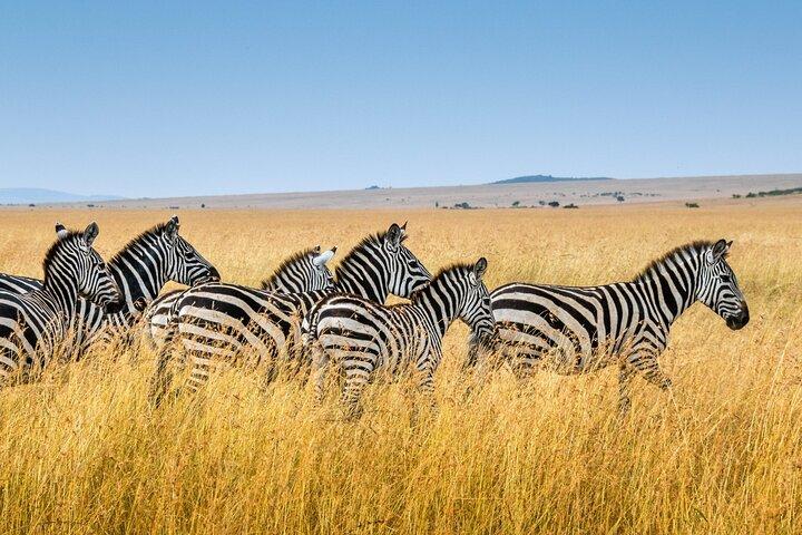 7 Days Adventure: Explore Masai Mara, Nakuru, Naivasha, Amboseli
