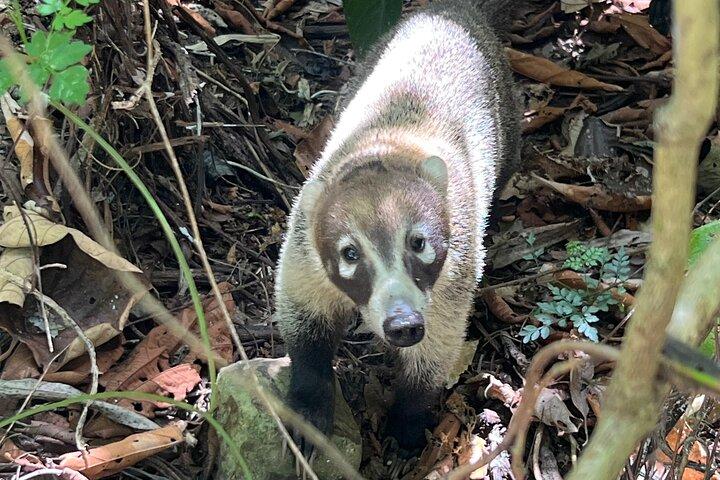 Explore Panama Canal and Gatun Lake with Rainforest Jungle Walk