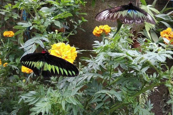 Elevate Your Senses: A Day of Wonders in Cameron Highlands!