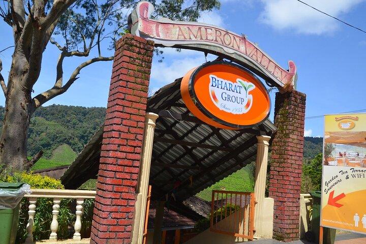 Elevate Your Senses: A Day of Wonders in Cameron Highlands!