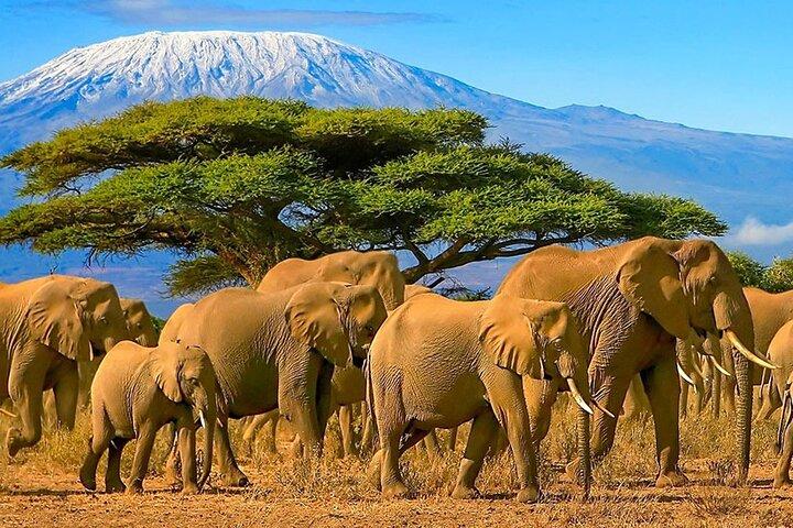 8 Days Best Of Kenya and Tanzania Wildlife Safari on 4WD