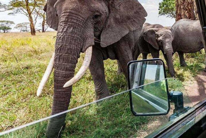 7 Days Journey Through Kenya an Epic Luxury Safari