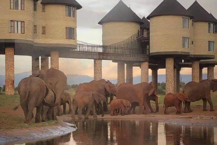 3 Days Tsavo East Tour and Saltlick Safari From Nairobi
