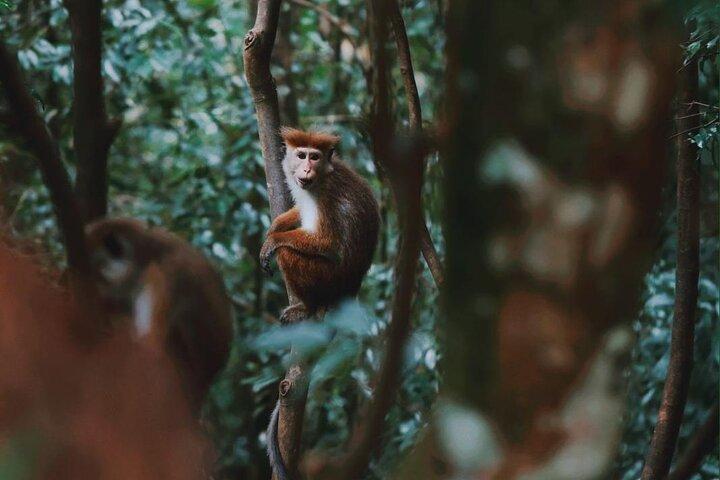 Sinharaja Rainforest Day Tour By Rainforest Expedition