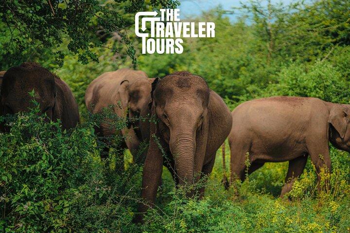 Udawalawe National Park Private Jeep Tour Safari Experience