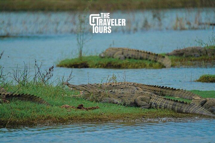 Udawalawe National Park Private Jeep Tour Safari Experience