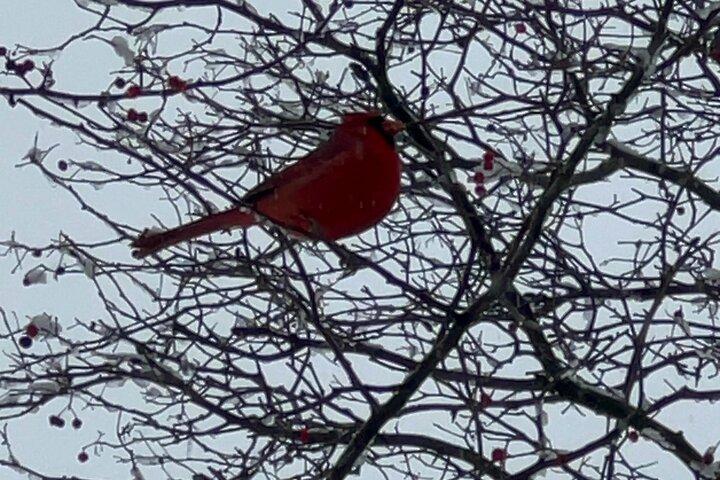 NYC Beginner Private Birdwatching Tour