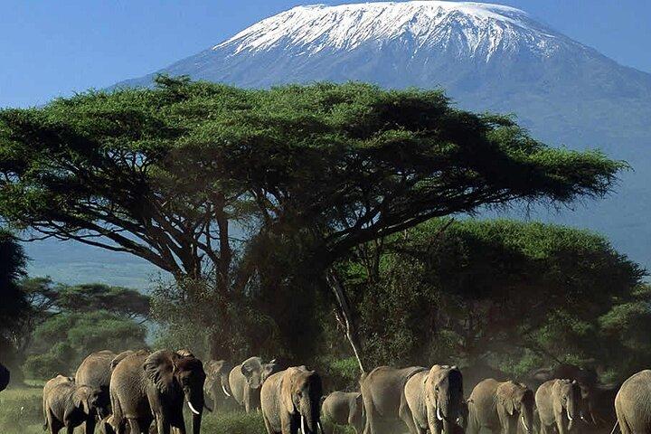 Explore Arusha in 7 Days Adventure from Nairobi