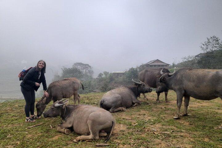 Sapa Day Trip Visit Y Linh Ho Lao Chai Ta Van Cat Cat Village