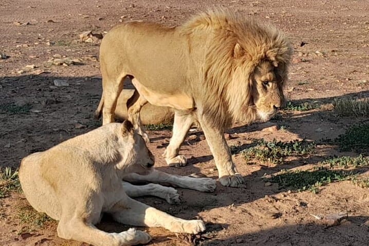 Cape Town Big Five Sunset Safari Ticket with transport Inclusiv