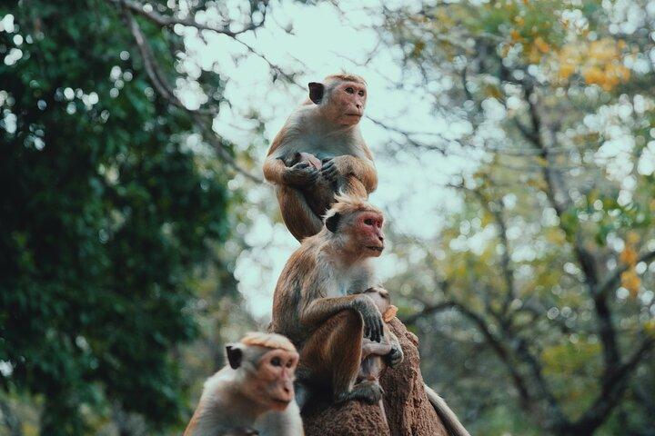 Sri Lanka Natural Explorer 14 Days All Inclusive Tour