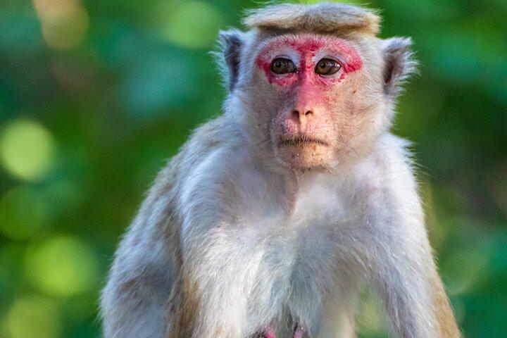 Sri Lanka Natural Explorer 14 Days All Inclusive Tour