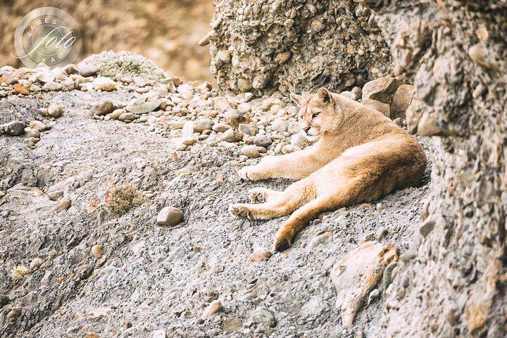Puma Tracking Safari in Torres del Paine