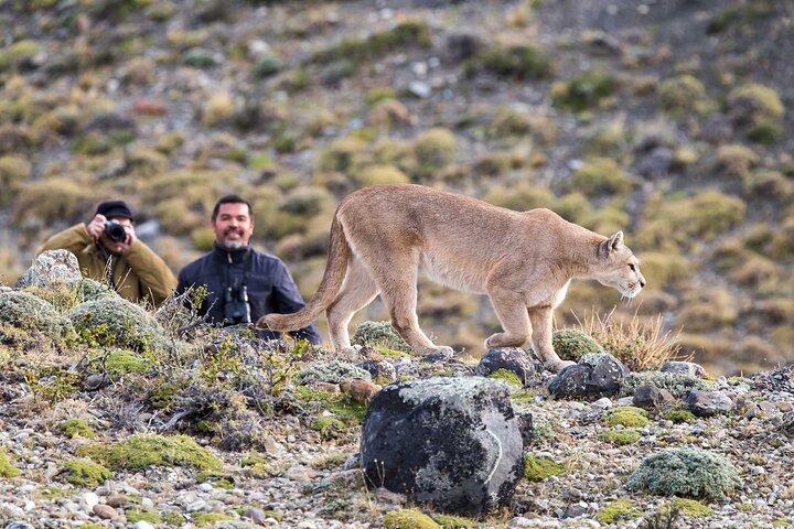 Puma Tracking Safari in Torres del Paine
