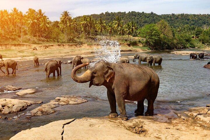 From Colombo: Kandy and Pinnawala Full-Day Trip
