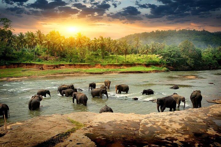 From Colombo: Kandy and Pinnawala Full-Day Trip