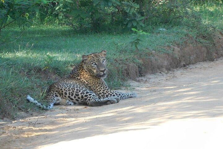 YALA SAFARI TOUR from Galle/Mirissa/Matara/Tangalle/Ella & More..