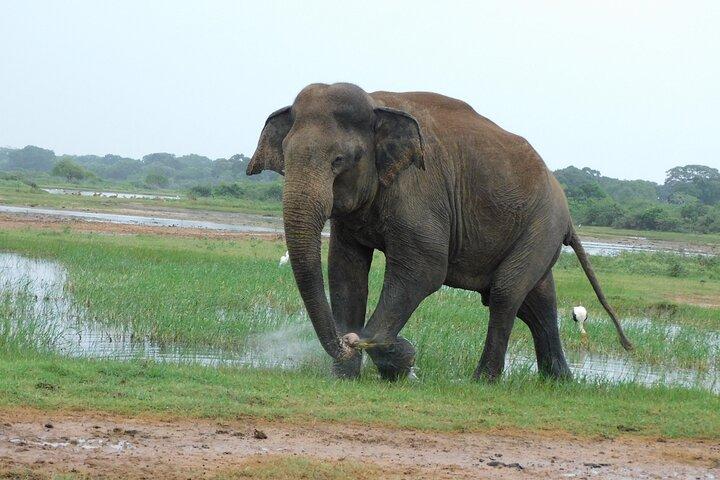 YALA SAFARI TOUR from Galle/Mirissa/Matara/Tangalle/Ella & More..