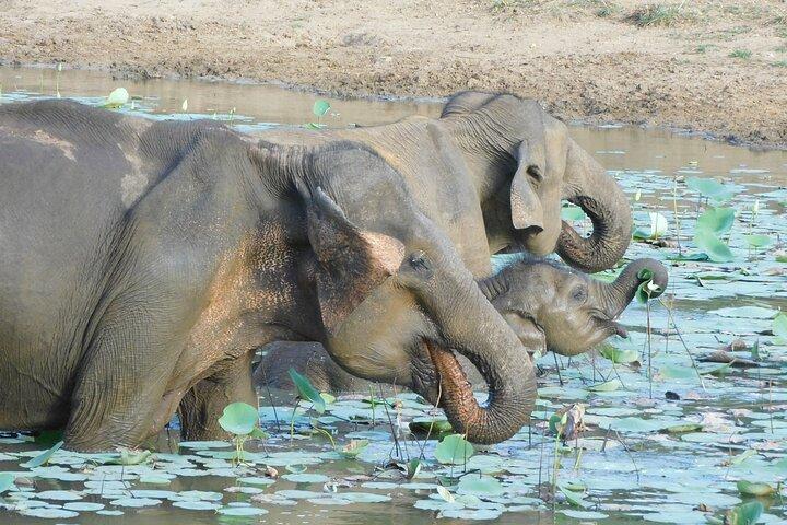 YALA SAFARI TOUR from Galle/Mirissa/Matara/Tangalle/Ella & More..