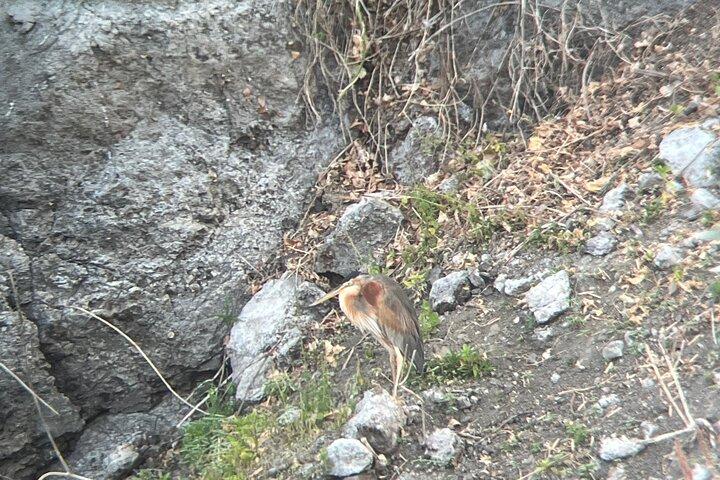 Bird Observation in Cape Verde
