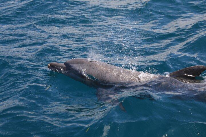 Wasini Dolphin Spotting Tour