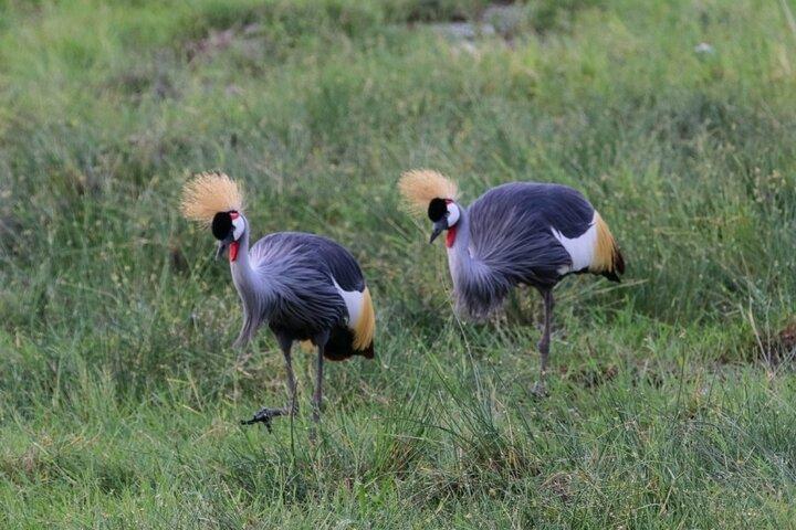 6 Days Masai Mara, Lake Nakuru and Amboseli Budget Group Safari