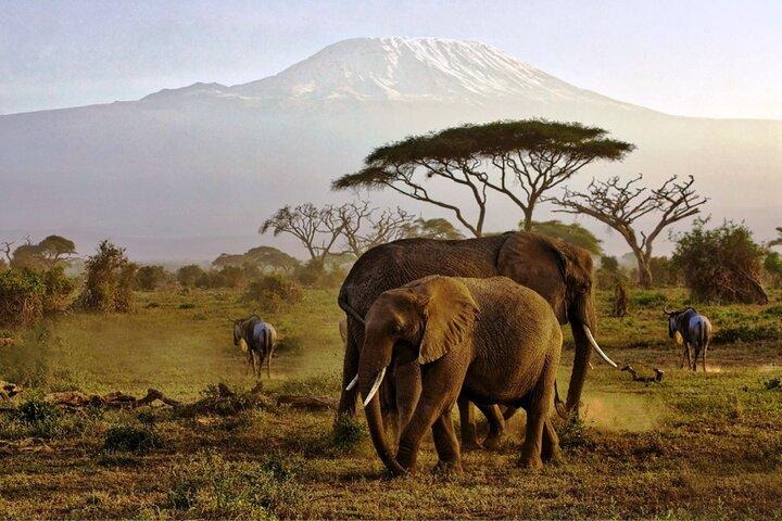 6 Days Masai Mara, Lake Nakuru and Amboseli Budget Group Safari