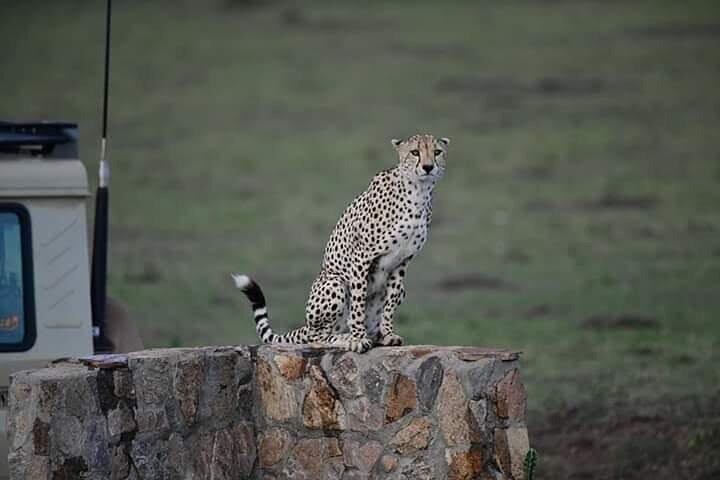 Nairobi National Park Private Tour Experience with 4WD Jeep.