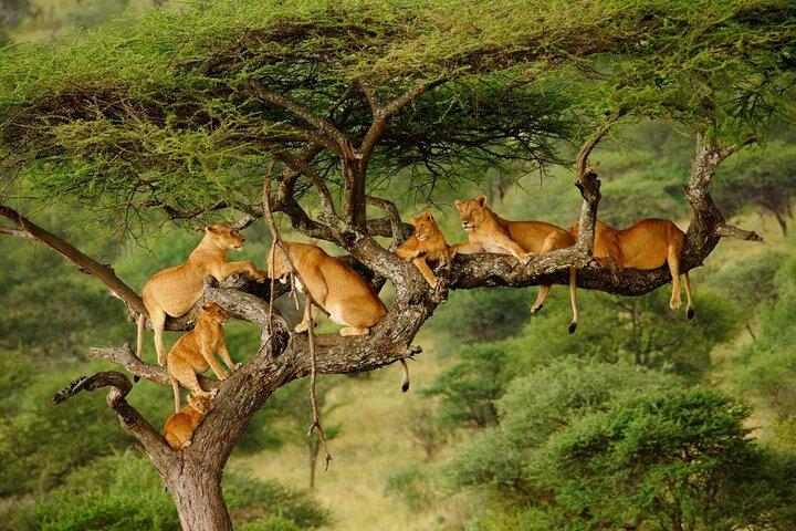 5-Day Private Safari in Northern Tanzania, Departure from Arusha