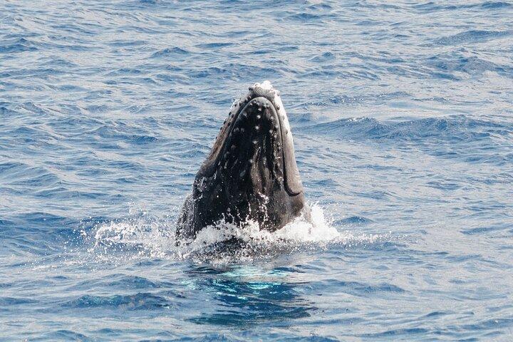 Whale Watching Tour - Big Island, Hawaii