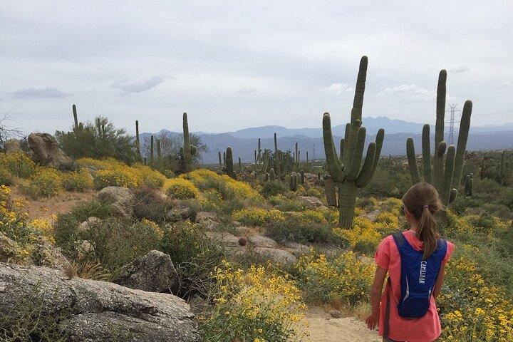 1-2 Hour Sonoran Desert Private Guided Hiking Tour